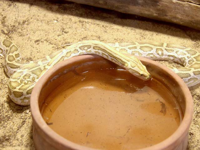 وختامه.. سعيد