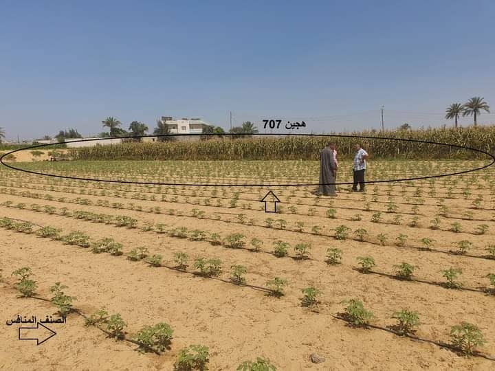  مشروع تقاوي الخضر بالإسماعيلية حقق متطلبات المزارع وذوق المستهلك..صور