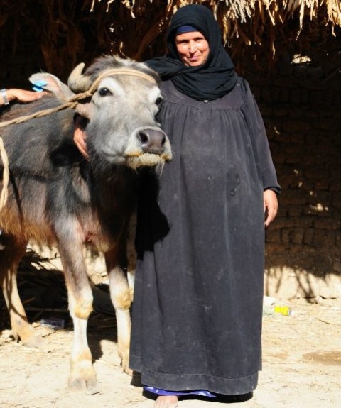 12677 مشروع تنموي لمحدودى الدخل بقرى بني سويف