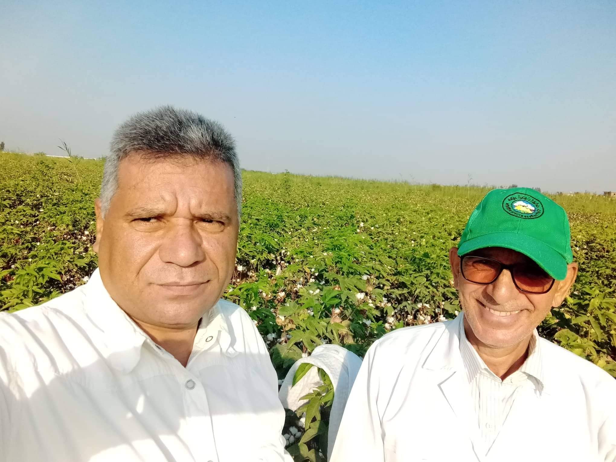 حقول جلبانة نورت..انطلاق موسم جني القطن شرق الإسماعيلية..صور