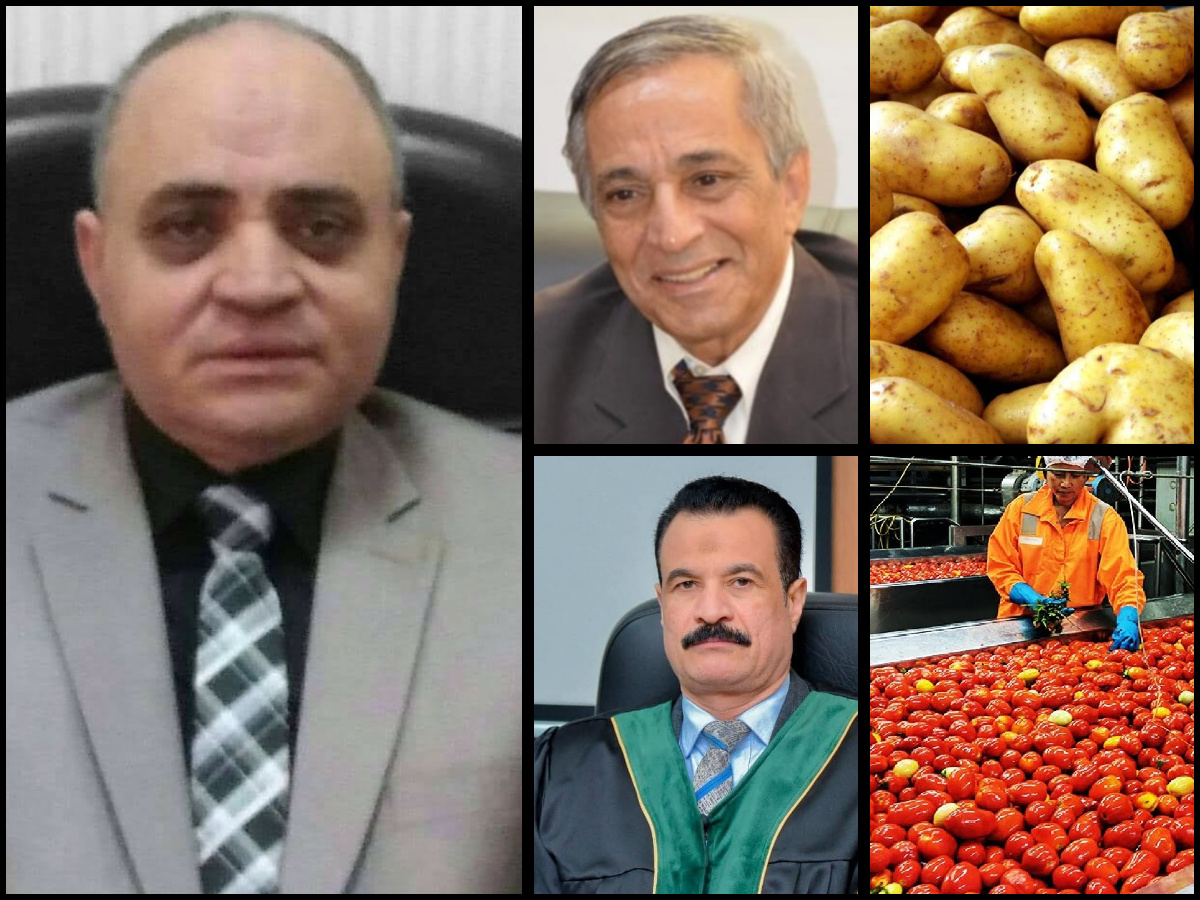 البطاطس 