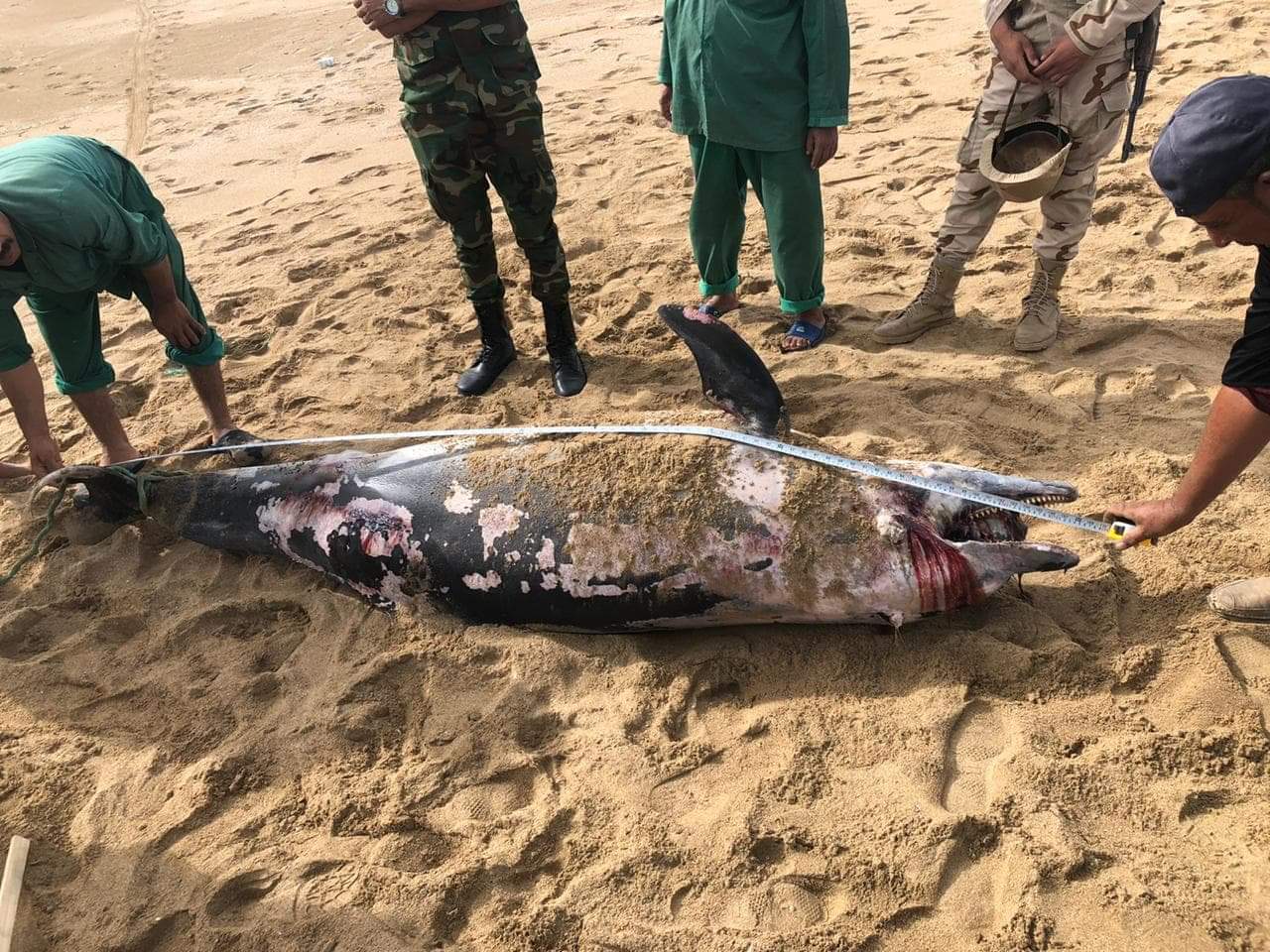 الدولفين على الشاطئ