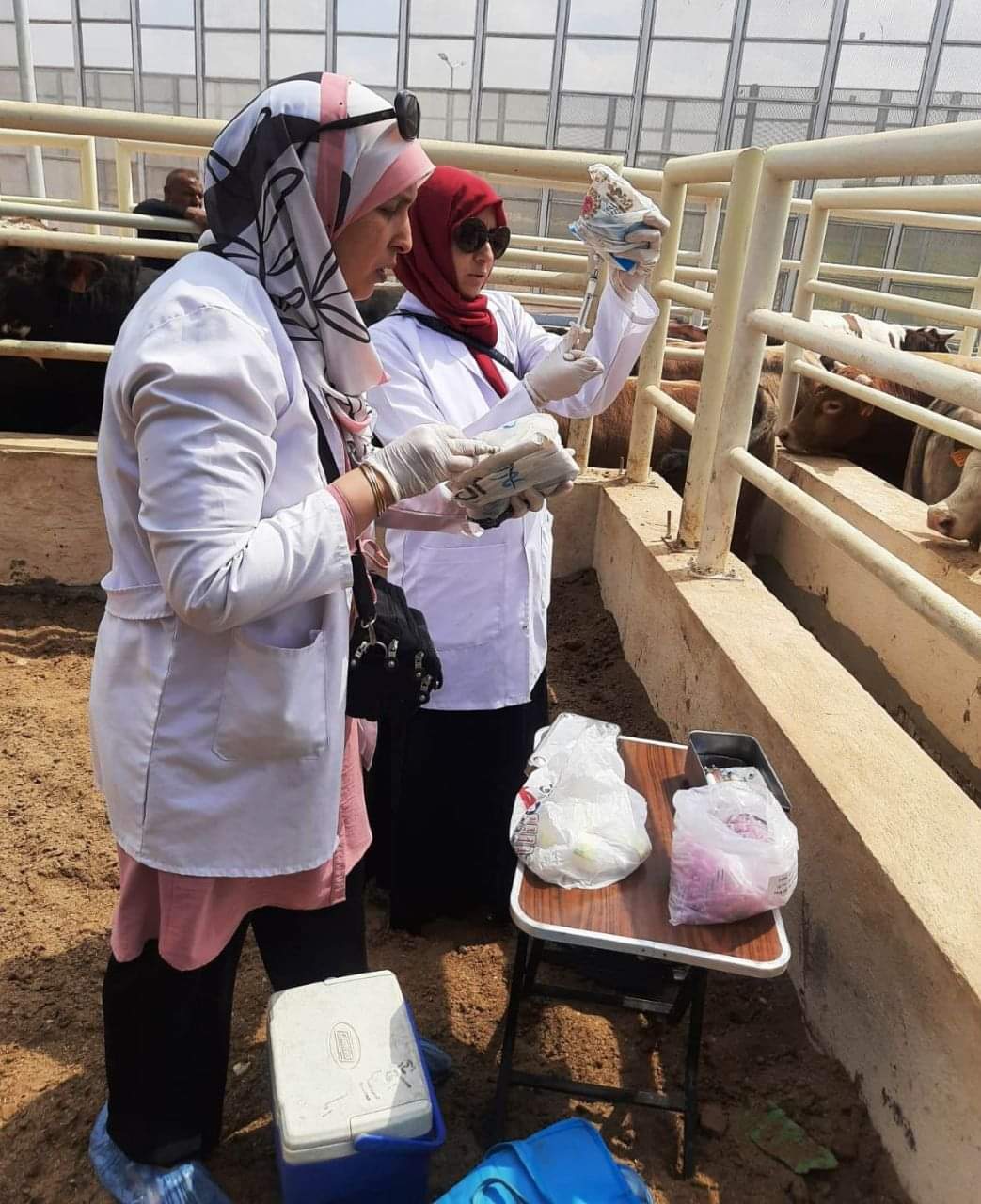 بيطري الشرقية يُحصن ٦٢٥ ألف رأس ماشية للوقاية من الحمى 