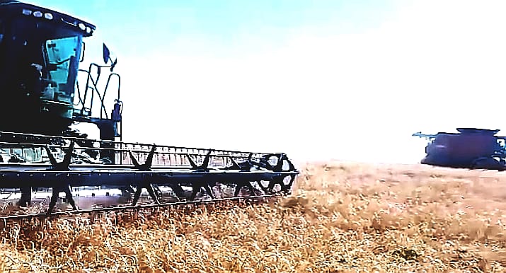 بشائر موسم الخيرات تملأ صوامع الواحات ب270000 طن قمح هذا العام .صور