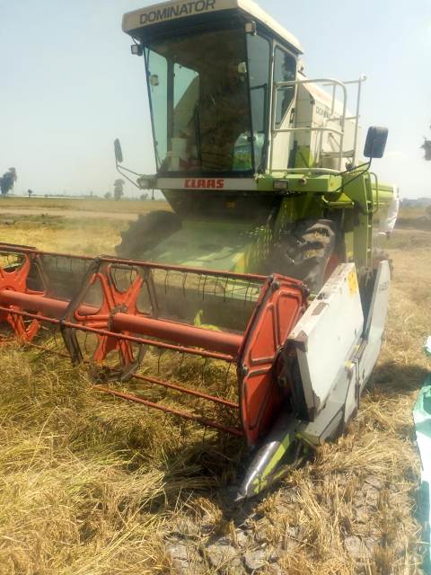 الزراعة .. بدء حصاد محصول الأرز  بمزارع قطاع الانتاج في كفر الشيخ ودمياط