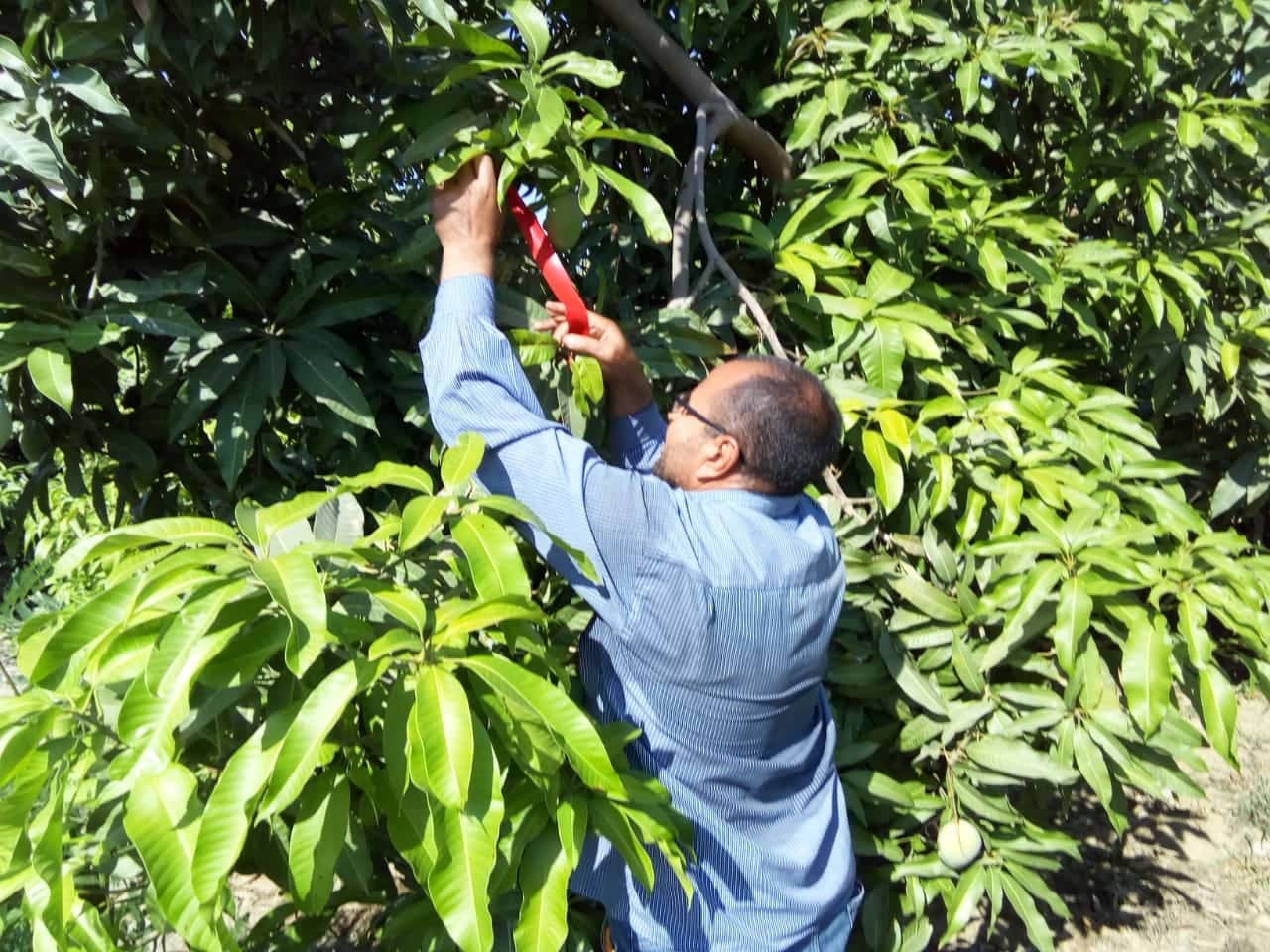 المصايد الجنسية تنتج فاكهة تصديرية خالية من المبيدات بالإسماعيلية..صور