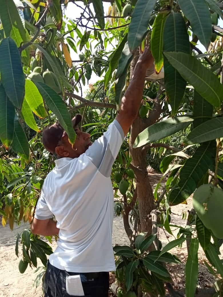المصايد الجنسية تنتج فاكهة تصديرية خالية من المبيدات بالإسماعيلية..صور
