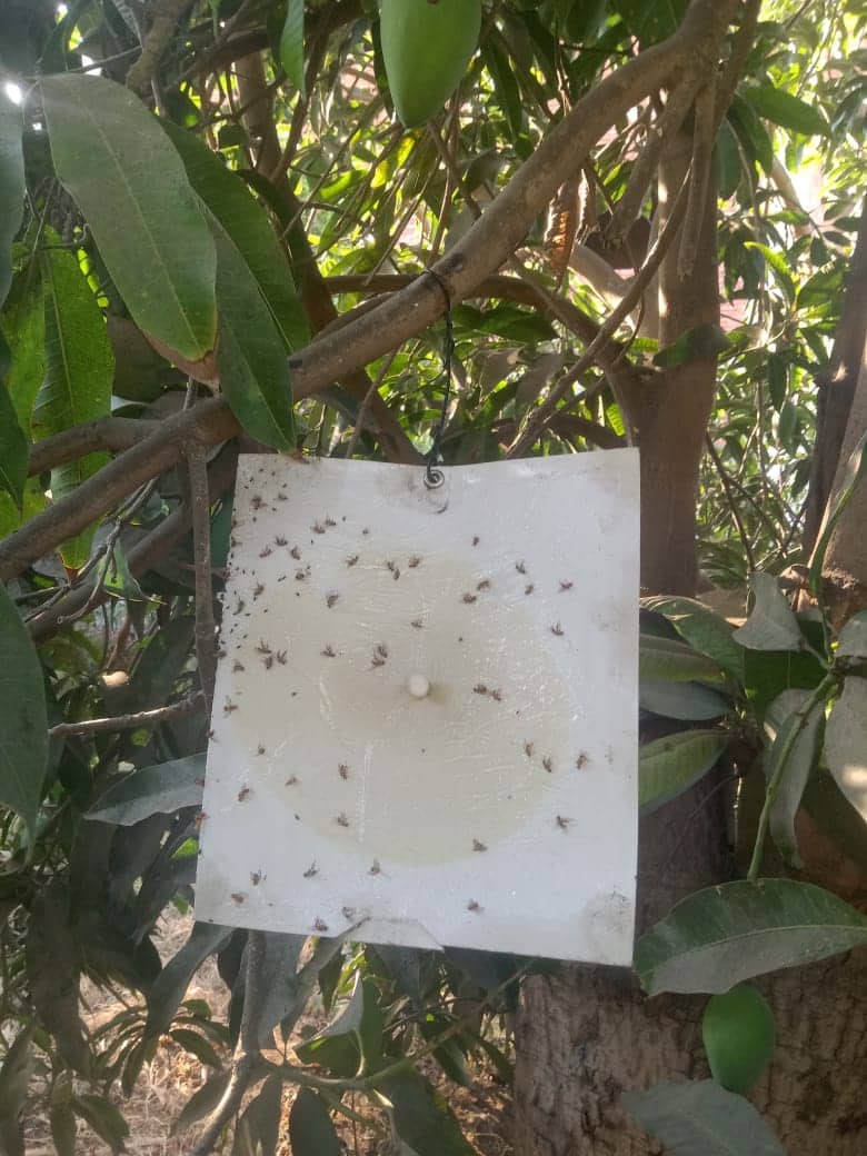 المصايد الجنسية تنتج فاكهة تصديرية خالية من المبيدات بالإسماعيلية..صور