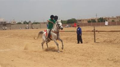 مهرجان الخيول العربية الاصيلة بمحطة الزهراء..غدا
