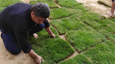 تغطية فناء مدرسة الشهيد سامي جادو بالمنوفية بالنجيل الطبيعي