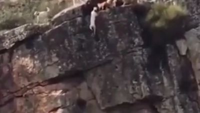 رحلة صيد كلاب تتحول لمجزرة.. فيديو