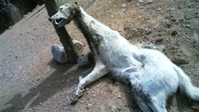 حيوان مفترس يثير الذعر بحلوان ¨ صور