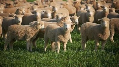 قرار استرالى بمنع تصدير الاغنام للشرق الاوسط