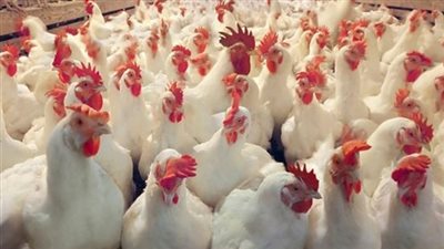 تعرف على اسعار الدواجن والبيض فى الاسواق اليوم