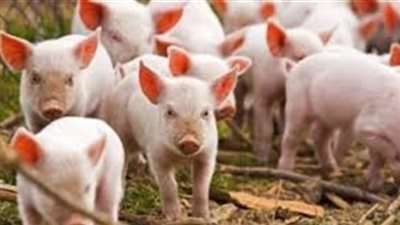 بلغاريا تعلن تفشى حمى الخنازير الأفريقية فى 6 قرى جديدة