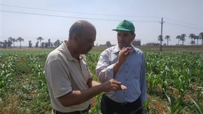 نصائح زراعية للتعامل مع الحرارة المرتفعة في الإسماعيلية