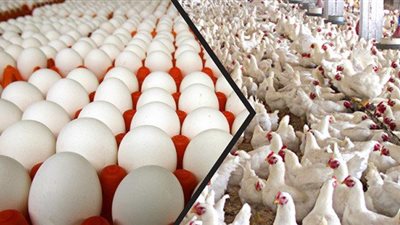 قرار عراقى.. يجبر تركيا على التخلص من 17 مليون دجاجة
