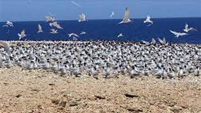تطوير مهرجان الطيور يضع مصر على خريطة السياحة العالمية