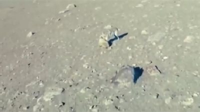 إنقاذ خروف من فكي ذئب بواسطة طائرة!