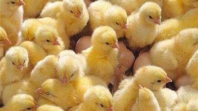 أسعار الكتاكيت اليوم الأربعاء 3 يناير 2024