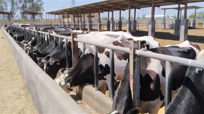 الزراعة: نتبنى خطة لزيادة أعداد الحيوانات المحسنة