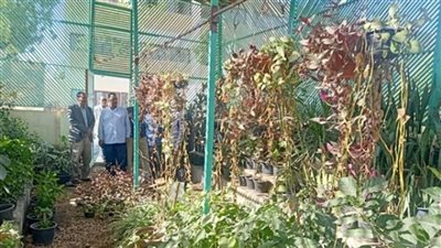 تعليم قوص: معسكرات طلابية لتشجير وتجميل المدارس