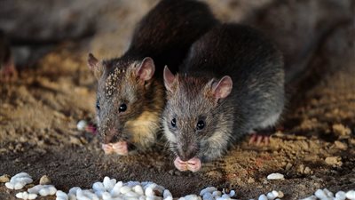 3 اسباب لوجود الفئران فى المنزل..تجنبها