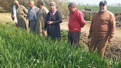 يوم حقل لمحصول القمح بالتجميعات الإرشادية ببنى سويف