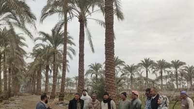ندوة بزراعة مغاغة لتحسين جودة ثمار النخيل