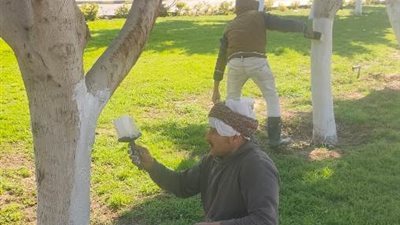 جهاز الشروق يبدأ فى طلاء سيقان الأشجار لإضفاء اللمسة الجمالية صور