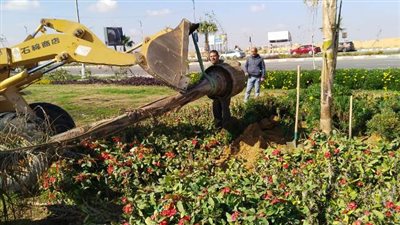 رئيس جهاز بدر يعلن عن أحدث عمليات زراعة النخل فى المدينة.. بالصور