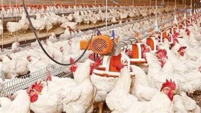 تحصين 70 ألف طائر متنوع ضد الأمراض الوبائية وإنفلونزا