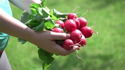 تقليل خطر الإصابة بسرطان البروستاتا .. أهم فوائد الفجل للرجال