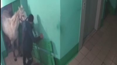 رجل يصطحب حصانا إلى شقته .. تعرف على السبب