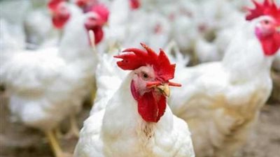 الزراعة تنفي صحة ما تم تداوله بشأن وجود فيروس يؤدي لنفوق الدواجن