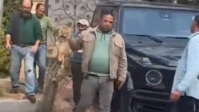 أسد يثير الذعر لسكان 