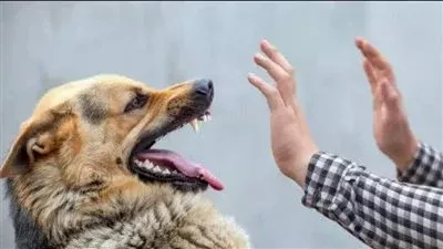 الصحة توضح مايجب فعله عند التعرض لعقر من حيوان مصاب بالسعار