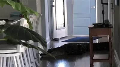 امرأة تفاجأ بتمساح داخل منزلها .. وهذا ما فعلته