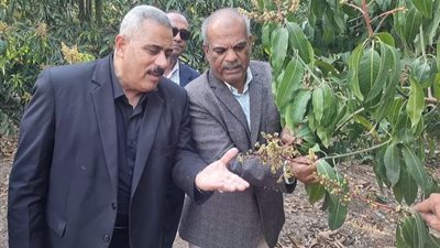 مدير زراعة الإسماعيلية يتفقد حقول المانجو ويؤكد:موسم مبشر بالخير