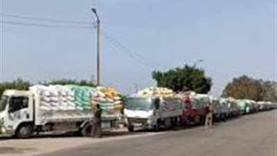 توريد محصول القمح بكفر الشيخ تعدي ٧٧ ألف طن
