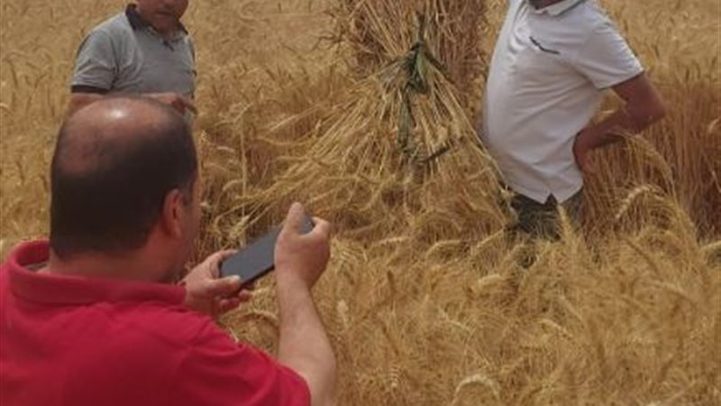 يوم حصاد بالدقهلية