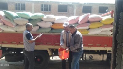 توريد 909 طن و98 كيلو قمح اليوم لشونة رشيد