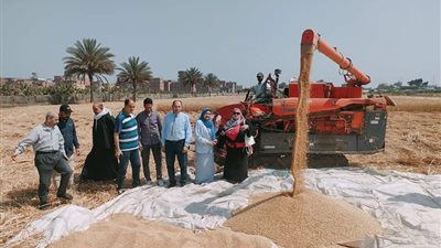 حصاد الذهب الأصفر بمزرعة كلية التكنولوجيا بجامعة الزقازيق