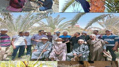 ام الدنيا الأولي في إنتاج التمور عالميا.. توفر الإحتياجات للأسواق