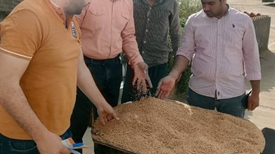 توريد 200 الف طن و 12 كيلو ا قمح لشون وصوامع البحيرة