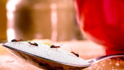 تعرف على أسباب انتشار النمل فى المنزل