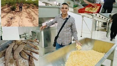 نجاح أول تجرية لزراعة شجرة منتجة للدقيق والنشا بالوادي الجديد
