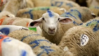 سمفونية للتلاحم الوطنى على انغام صكوك الاضحية