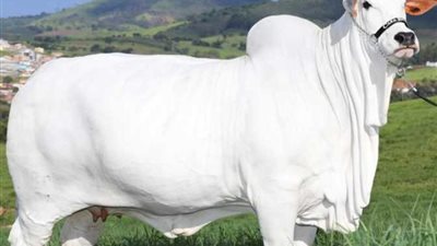 فياتينا-19 أغلى بقرة فى العالم بسعر 4 ملايين دولار
