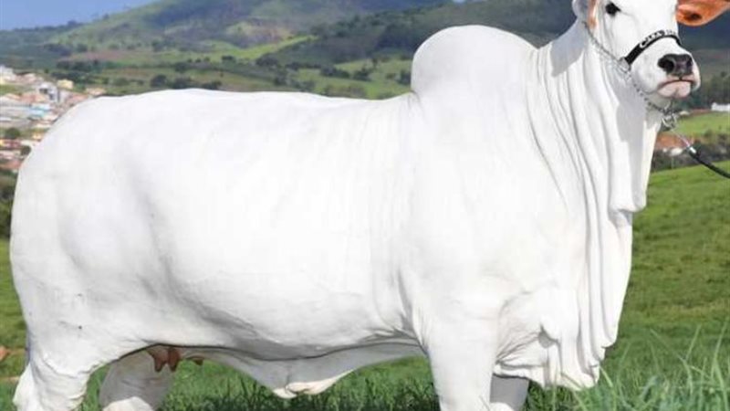 فياتينا-19 أغلى بقرة